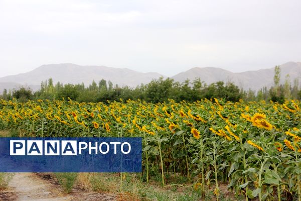 مزرعه آفتابگردان در سلماس