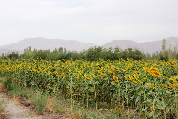 مزرعه آفتابگردان در سلماس
