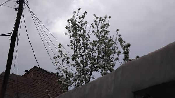 گل‌ها و درختان در شکوفایی