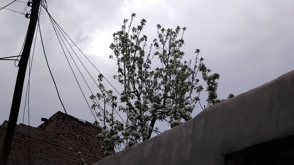 گل‌ها و درختان در شکوفایی