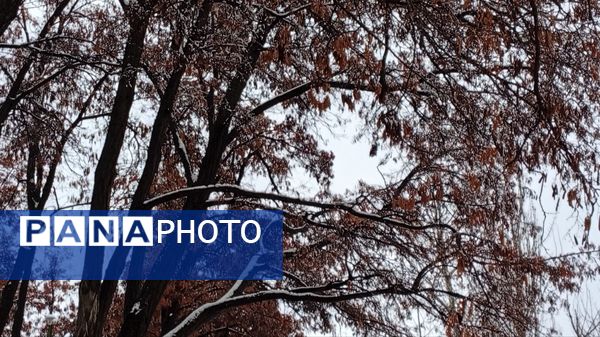 گرداب بن زیر چتر سپید برف