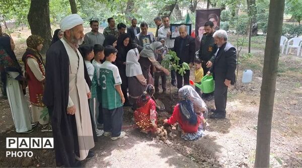 سرو ایران در آزادشهر ریشه دواند