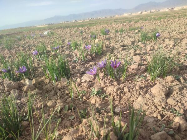 فدافن روستایی که زعفرانش با تشنگی خاک قصه‌ای تلخ نوشت