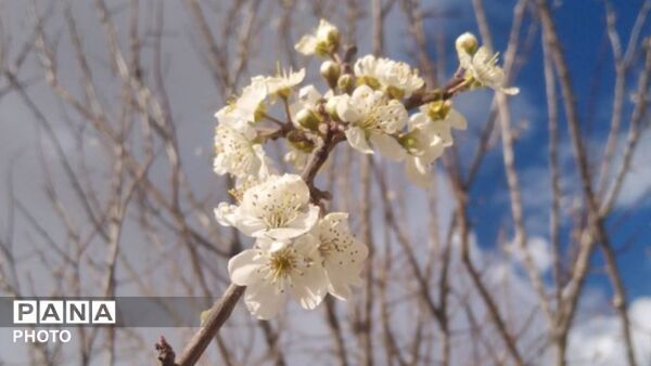 شکوفه‌های بهاری در بلندای زاگرس