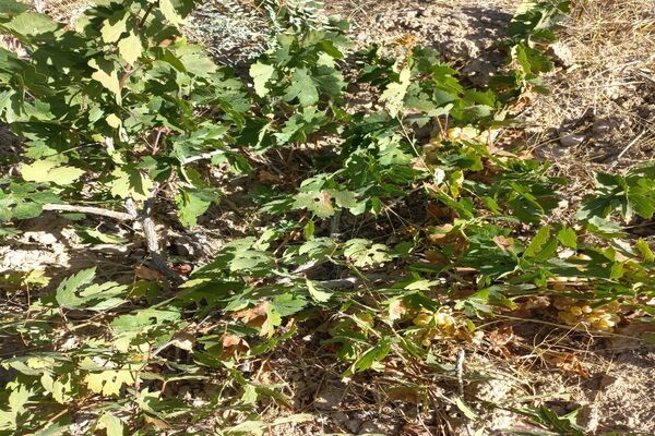 آغاز فصل برداشت انگور از باغات روستای گزکوه فاروج