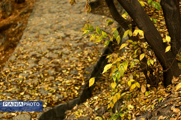 پاییز خیال انگیز در پارک جمشیدیه