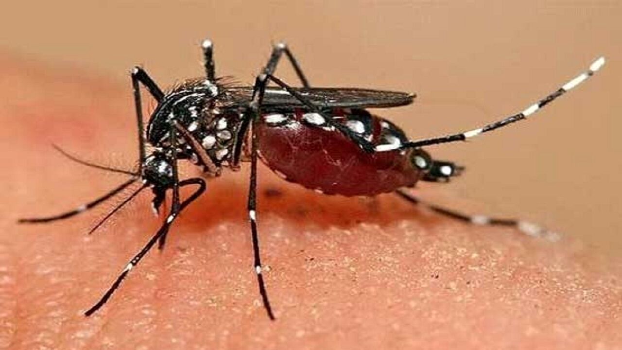 شناسایی ۲۰ بیمار مبتلا به تب دانگی در هرمزگان