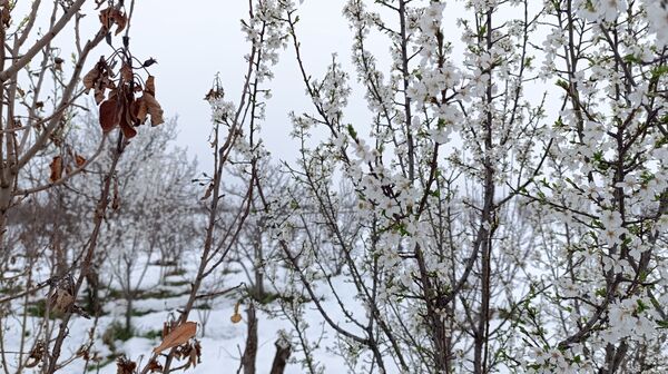 مناظر زیبای باغات روستای بوژمهران پس از بارش برف بهاری ۲۰ سانتیمتری 