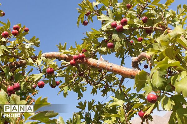 ظرفیت‌های گردشگری مذهبی و طبیعی استهبان