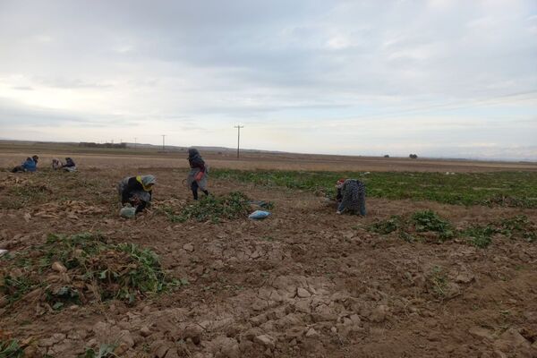 برداشت چغندرقند در روستای مفرنقا