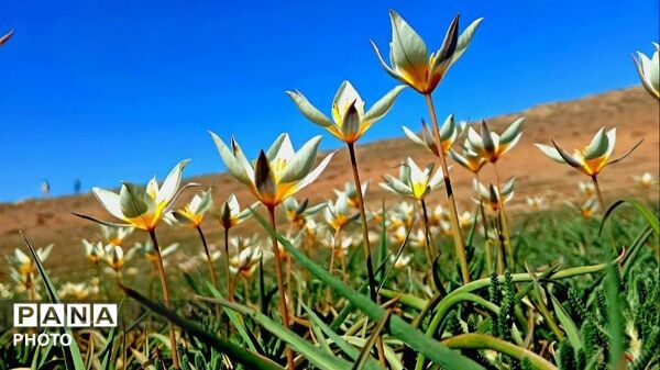 طبیعت دزک در قاب پانا