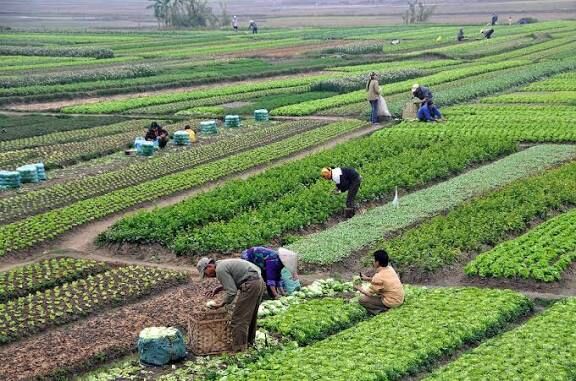 افزایش اراضی کشاورزی در ۲۰ سال گذشته، ۲ میلیارد متر مکعب از حق‌آبه دریاچه ارومیه را بلعید