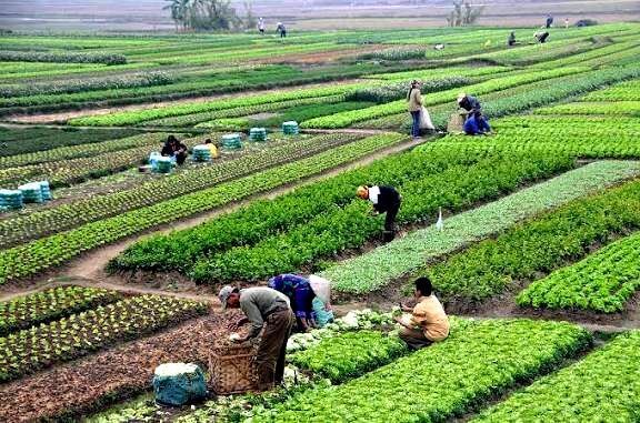 ۶۰۰ همت اعتبار به بخش کشاورزی اختصاص یافت