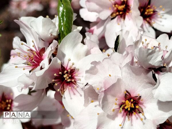 شکوفه‌های بهاری شهر بن، نویدبخش طراوت و زندگی دوباره
