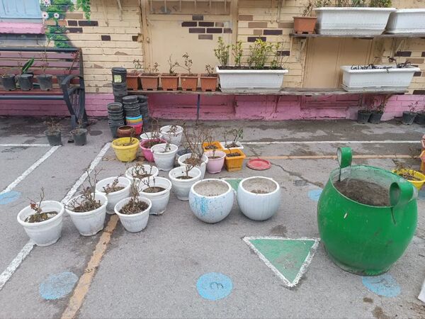 آغاز بهار جوانه سبز سلامتی