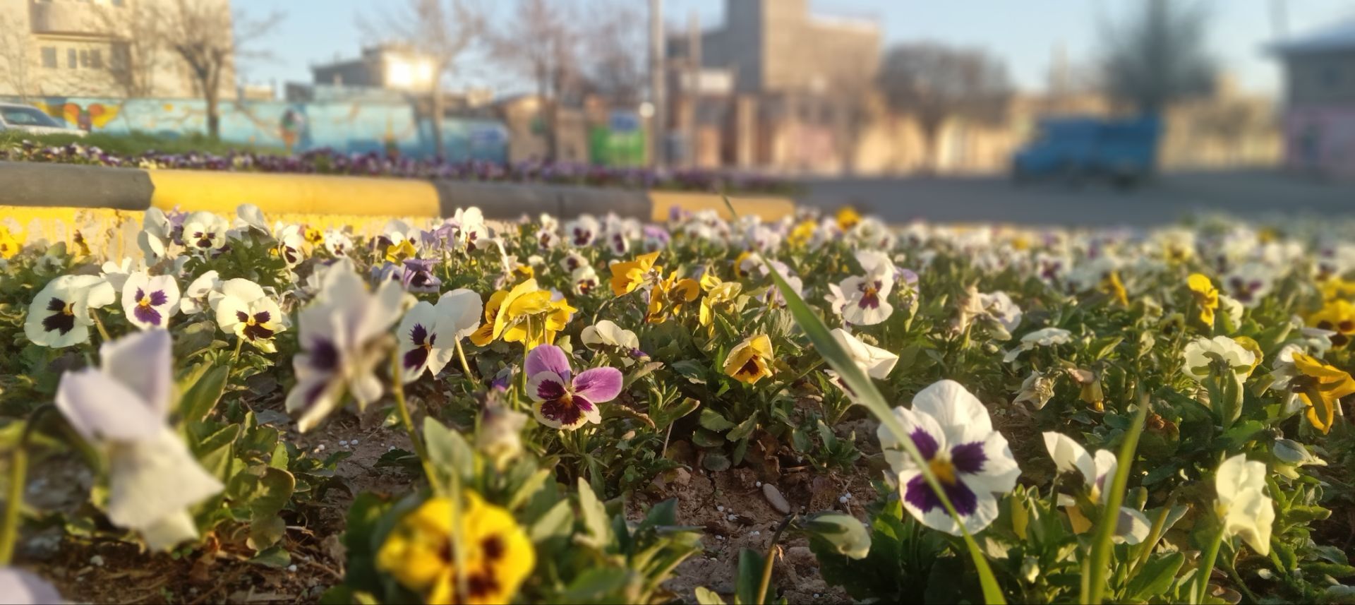 گل‌های کاشان در دستان ماموران شهرداری دهگلان