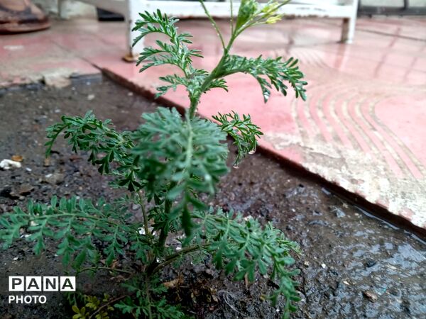 بارش باران بهاری در شهرستان نیشابور