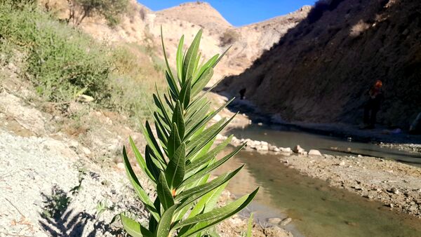 روستای برد‌زرد نگینی غریب در شهرستان لنده