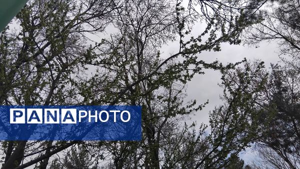 گل‌ها و درختان در شکوفایی