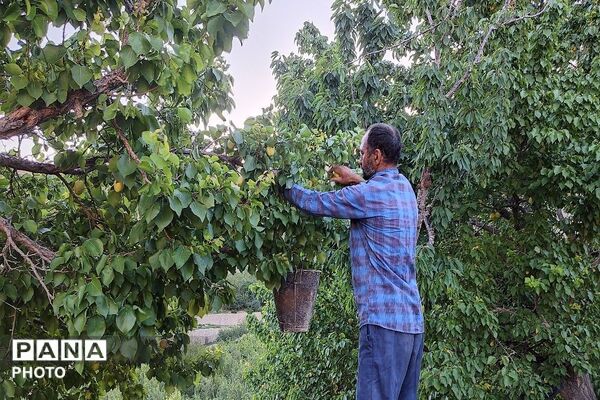 فصل چیدن یاقوت های چشم نواز در شهر بار نیشابور-۲ 