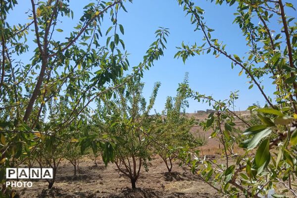 دستان پربرکت؛ روایت برداشت محصول در شیراز