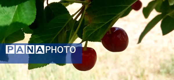 آغاز فصل چیدن؛ باغ‌های جلگه رخ میزبان میوه‌های تابستانی 