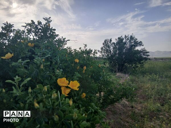 طبیعت چشم نواز روستای دهنو