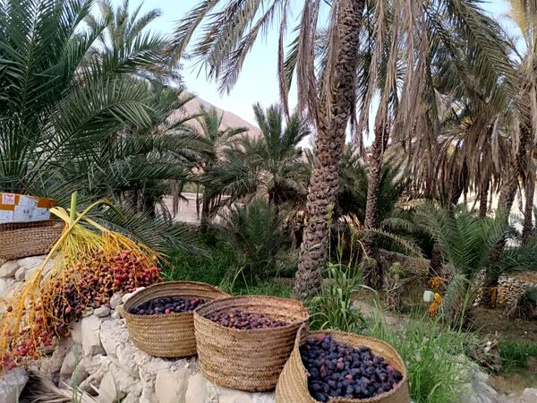 برداشت خرما در شهر رویدر 