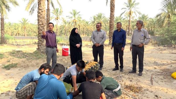 برداشت رطب از نخلستان‌های دالکی دشتستان 