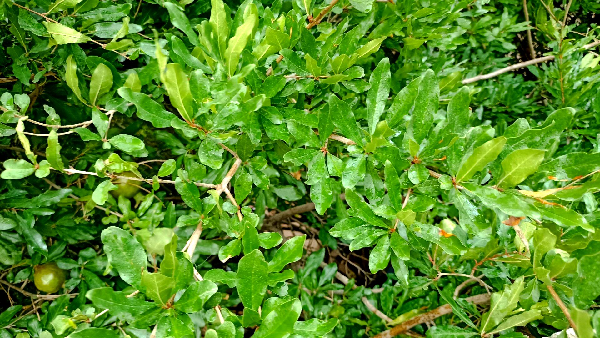اولین بارش تابستانه در روستای کینک