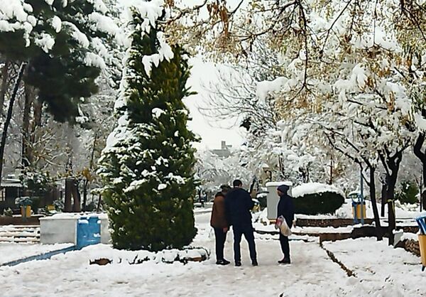 درختان طلایی ، سفید پوش شدند 
