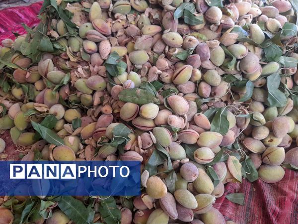 مارکده، سرزمین طلایی بادام و گردو؛ گنجینه‌ای از طعم و سنت در دل سامان