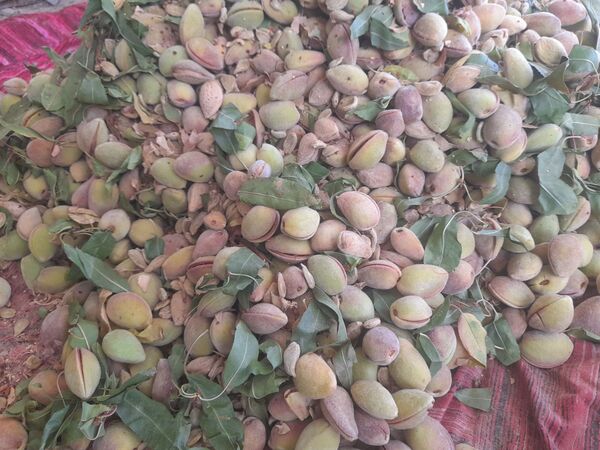 مارکده، سرزمین طلایی بادام و گردو؛ گنجینه‌ای از طعم و سنت در دل سامان