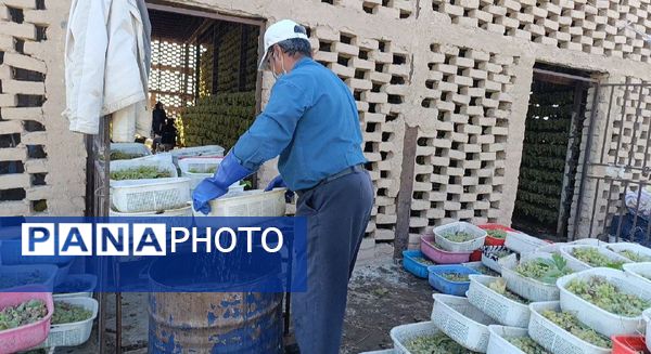 برداشت ۳۰ هزار تن انگور از تاکستان‌های ترشیز