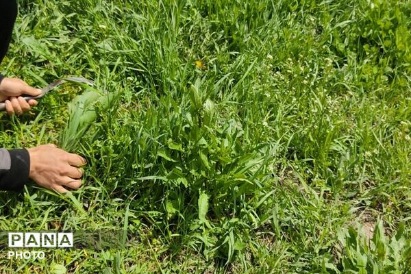 سیزده بدر روز طبیعت ۱۴۰۵در شهر بار نیشابور 