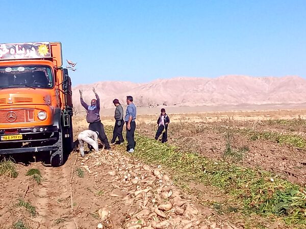 برداشت چغندر قند از مزارع دشت گل آغاز شد