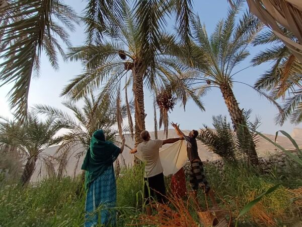 برداشت خرما در شهر رویدر 