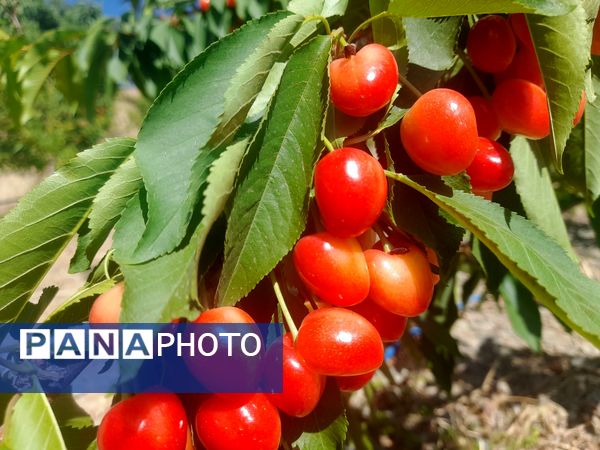 میوه‌های خوش‌رنگ و لعاب بهاری در روستای مارکده