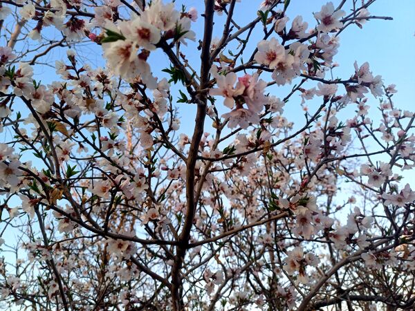 طبیعت با شکوفه‌های رنگارنگ به استقبال نوروز آمد