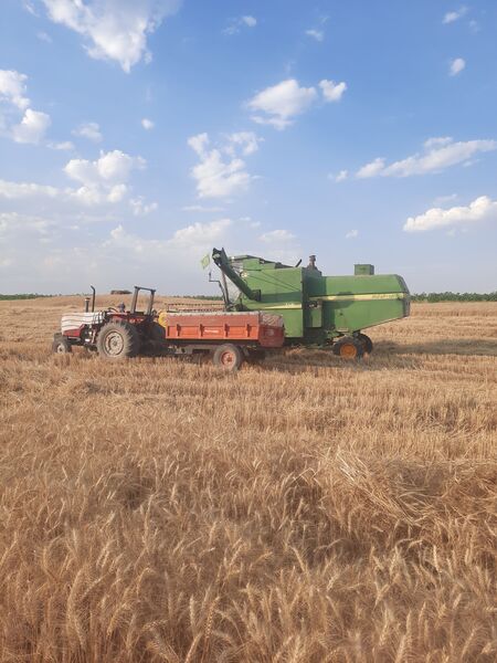  آغاز برداشت گندم از مزارع شهرستان هلیلان 