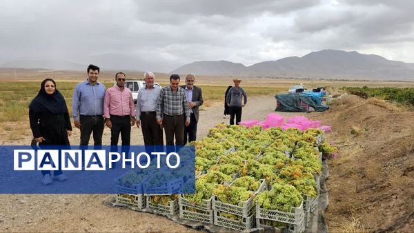 کیل گیری محصولات کشاورزی در شهرستان فاروج