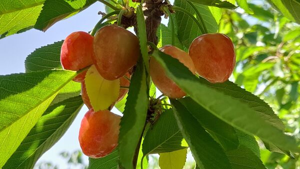 میوه‌های خوش‌رنگ و لعاب بهاری در روستای مارکده