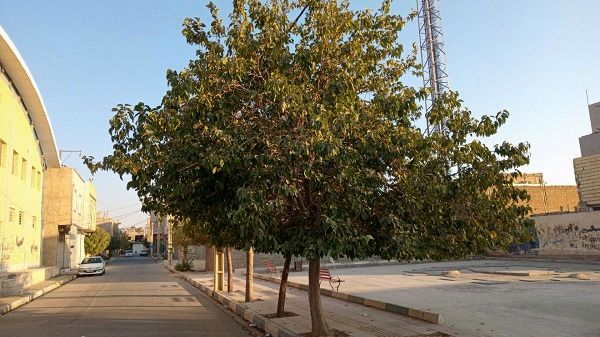 افزایش فضای سبز، گامی مؤثر برای کاهش آلودگی است