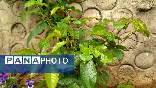 باران بهاری؛ ملودی زندگی در بستر طبیعت