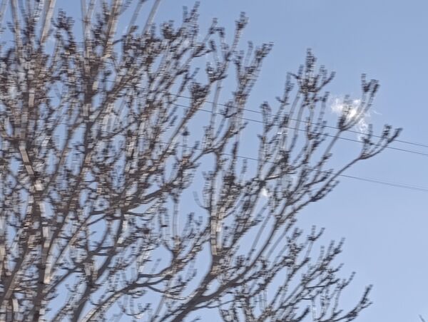 برف زمستانی مهمان شهرستان کیار شد
