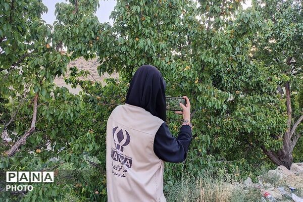فصل چیدن یاقوت های چشم نواز در شهر بار نیشابور-۱