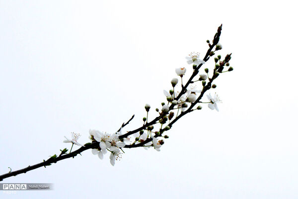شکوفه‌های بهاری 