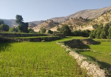 کاشت برنج، در منطقه میانکوه
