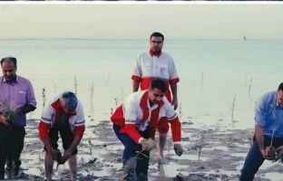 کاشت سه هزار نهال حرا در بوشهر به همت  کارکنان، امدادگران، داوطلبان و اعضای جمعیت هلال‌احمر در هفته هلال