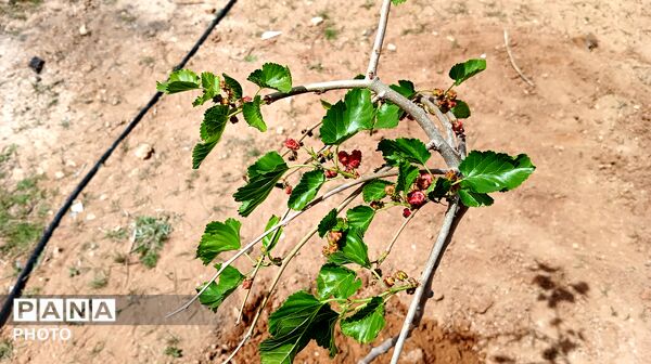 پویش ملی کاشت نهال امید